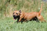 STAFFIE 071